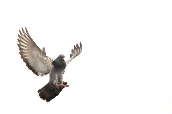Take Flight by Victor Rose Photo